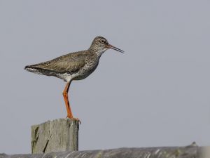 Vogelwelt im Riether Werder - Fastenwochen im Klatschmohnhaus Silke Wendt