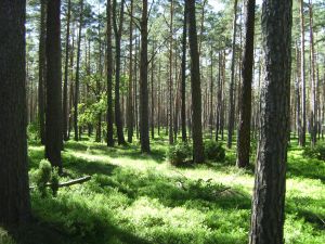 im Wald